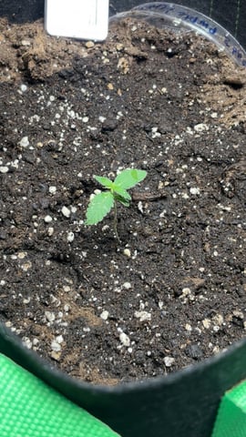 first — seedling_rooting, day 1