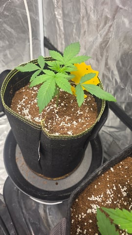 Grow #2 Thank You to All that helped guide me, offered advice, gave insight, or complimented progress. Now to apply some of what I learned the first go-round.  — vegetative, day 19