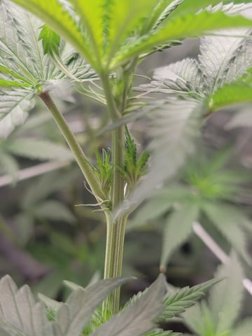 my first grow — flower, day 50