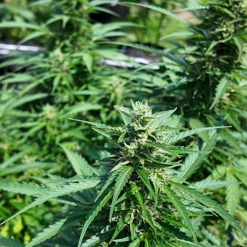 Keepers OG Auto — auto, day 12