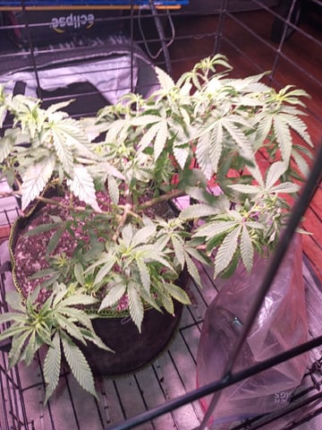FKAFL — vegetative, day 49