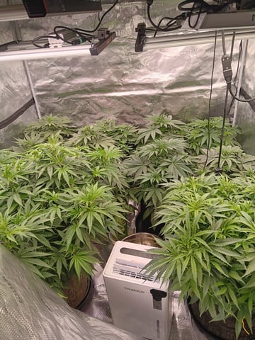 Master Kush — vegetative, day 65