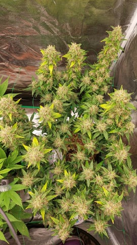 Two mystery buds — flower, day 130