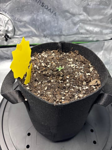Fall 2025 Grow — seedling_rooting, day 6