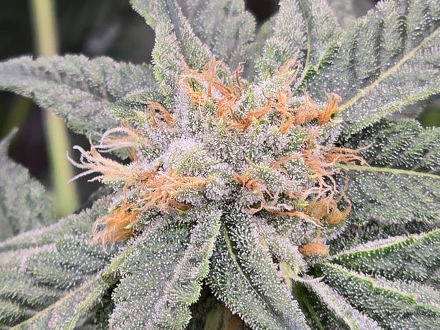 Grow #2 — flower, day 38