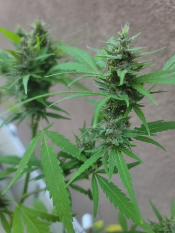 Poison Rainbows — flower, day 134