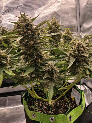 blue dream auto — flower, day 64