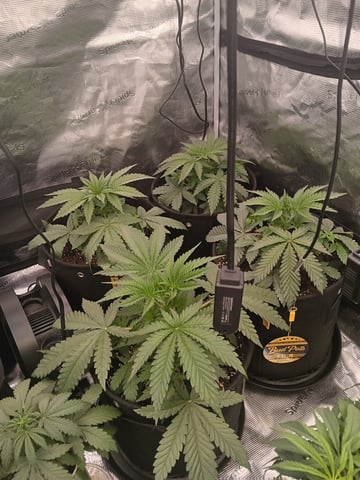 Gurilla Glue #4 × Samsquatch autos — vegetative, day 26
