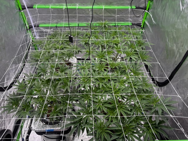 First Grow (Hydro) — vegetative, day 79