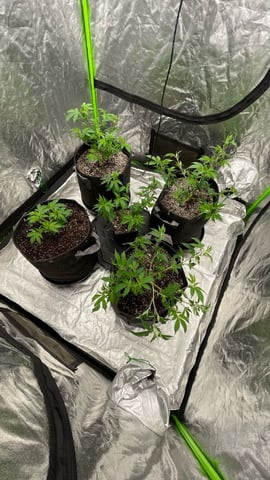 Clones GodFather OG Clones — vegetative, day 41