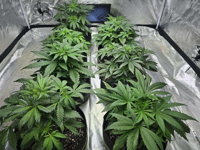 Autos AGAIN — vegetative, day 34