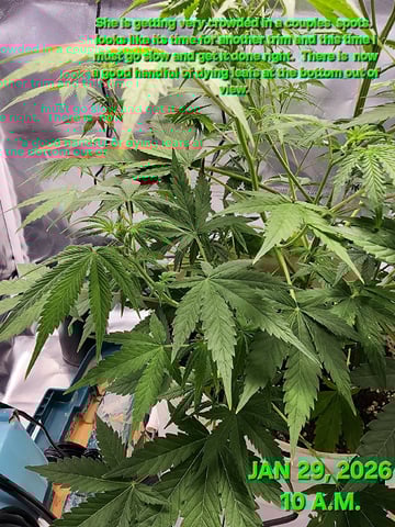 Dos Si Dos. Indica — flower, day 35