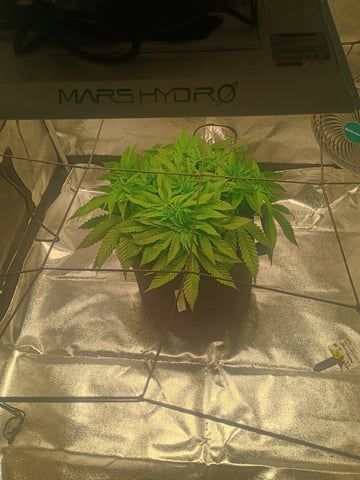 lil Slurry, first grow — flower, day 38