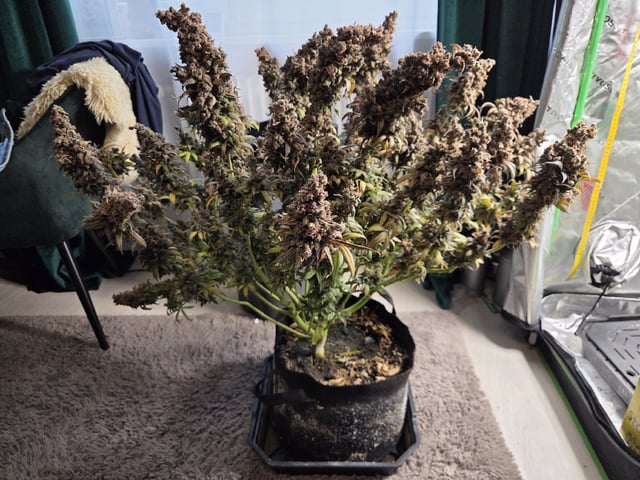 White Widow + Papaya Bomb — harvest, day 155
