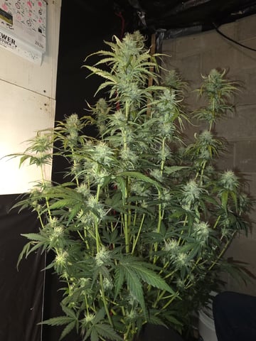 First attempt at planting some seeds — flower, day 74