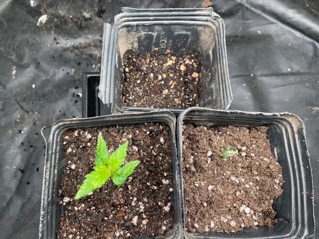 Blueberry — germination, day 15