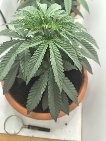 unknown strain 1st grow — vegetative, day 22