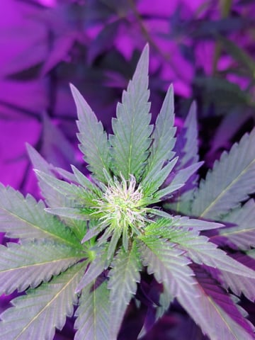 CountryG  — flower, day 104