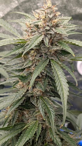 Mixed Grow — flower, day 66