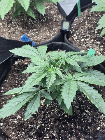 Autos AGAIN — vegetative, day 23