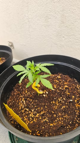 first grow adventure  — seedling_rooting, day 9