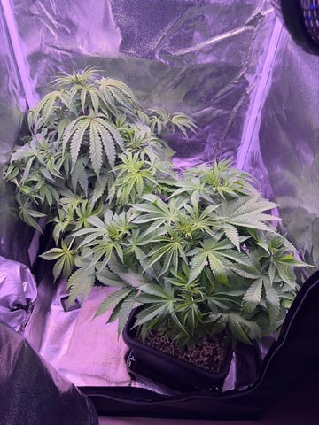 Cookies Haze — vegetative, day 51