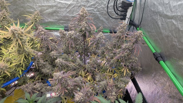 Perpetual Autoflower Mixed Grow #3 — flower, day 88