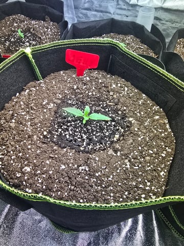 2nd Autoflower Indoor Grow — seedling_rooting, day 10