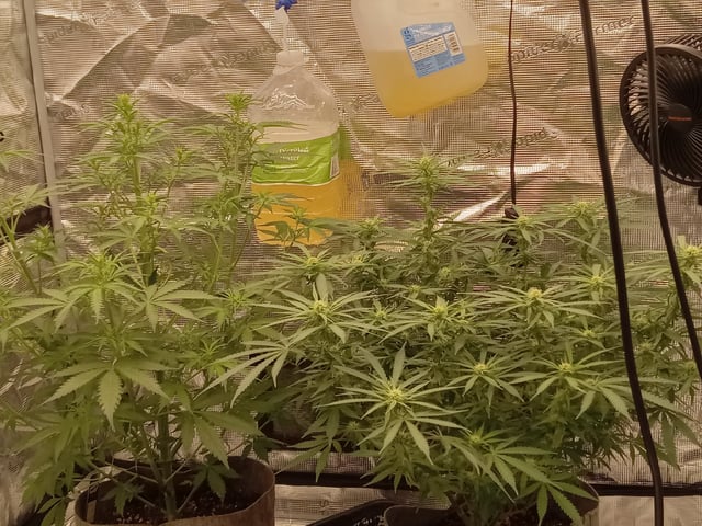   and one L.a kush cake . — flower, day 90