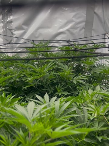 zunami s1 grounded genetics  — vegetative, day 37