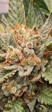 First grow - LCG(seed), GG#4(seed [possibly gorilla cookies]), Jack Hearer(clone) — flower, day 104