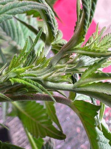 Gelly Mama and Sugar Tree — flower, day 84