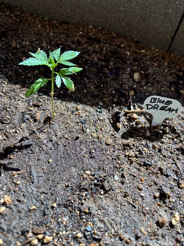 3 seeds  — vegetative, day 32