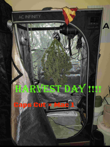 Athena Run  — harvest, day 119