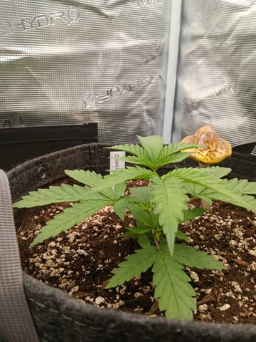 HP CC — vegetative, day 26