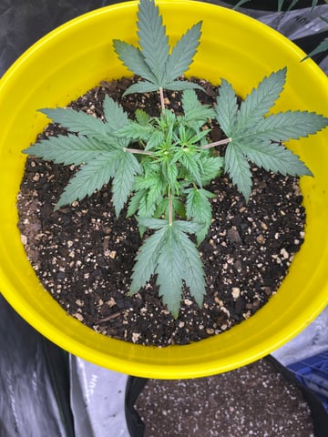 Gorilla Glue auto — vegetative, day 26