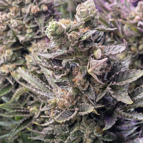 Hazy Daze — flower, day 120