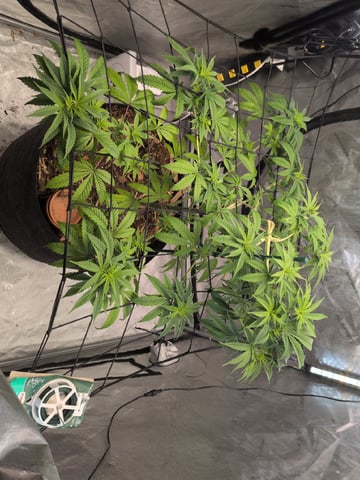 White Widow? — vegetative, day 14