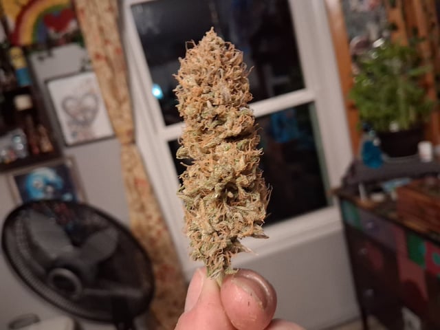 fruity pebbles, cap junky — flower, day 113