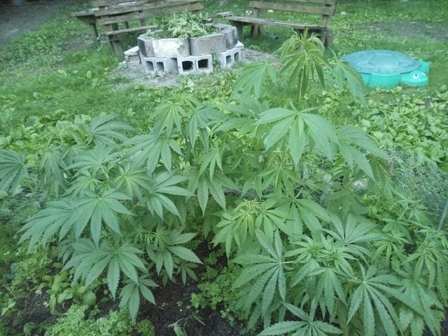 2025 grow — vegetative, day 15