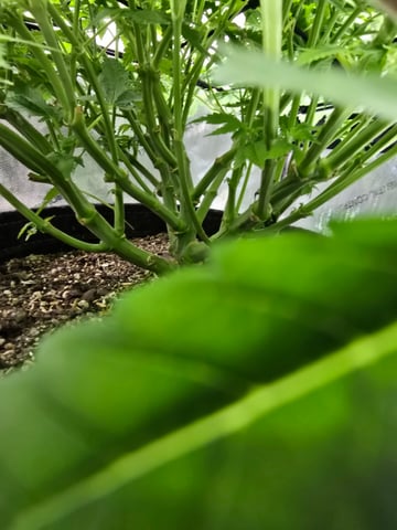 Purple Haze  — vegetative, day 44