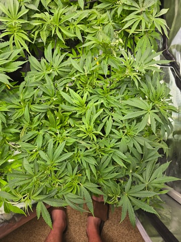 Purple Haze  — flower, day 48