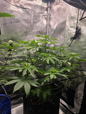 Northern lights #10 2nd plant (Selkies) — flower, day 44