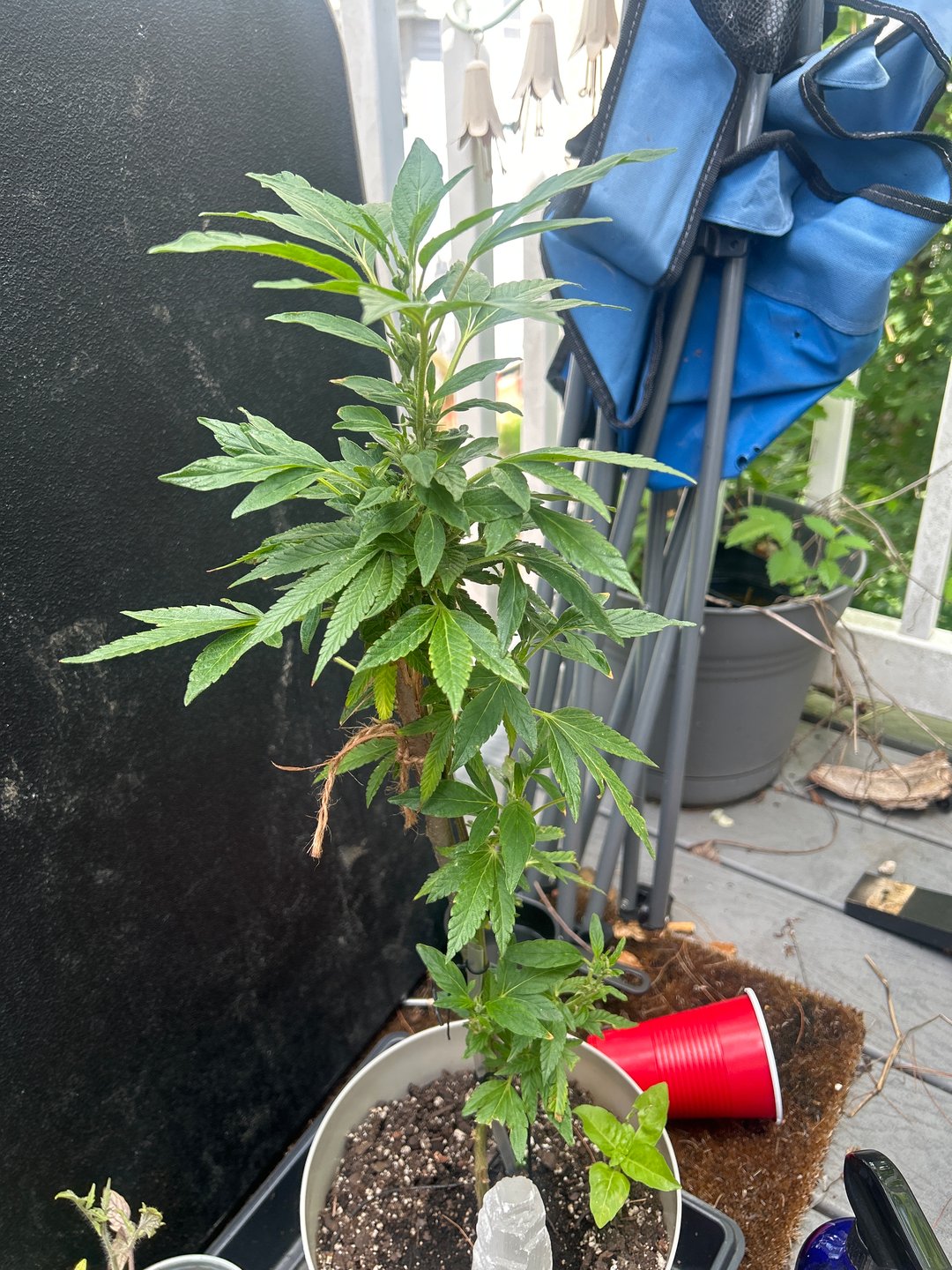 Plant 0