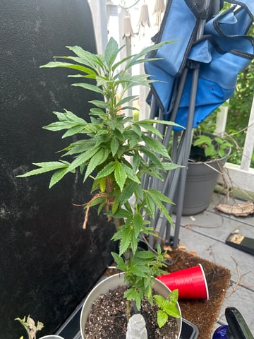 Plant 0