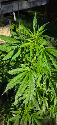 Let's just leave these right here! — vegetative, day 57