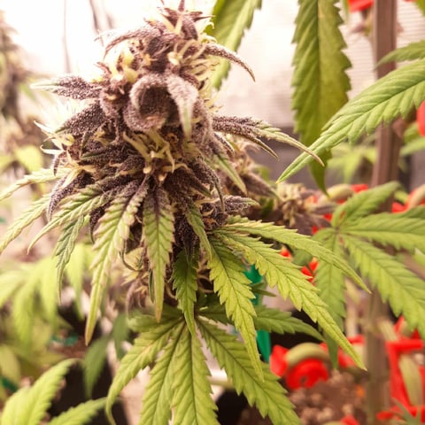 Moving On — flower, day 37