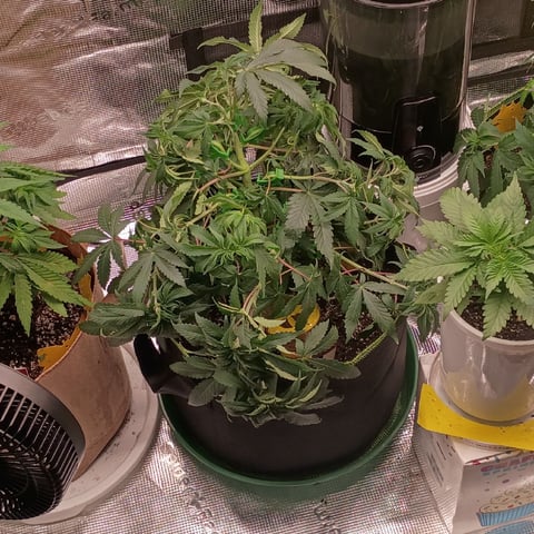 TentPlantLightFan — vegetative, day 52