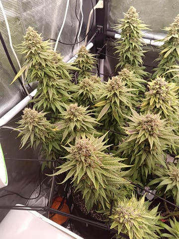 Starfighter/Ohio Guptilla Hybrid — flower, day 45