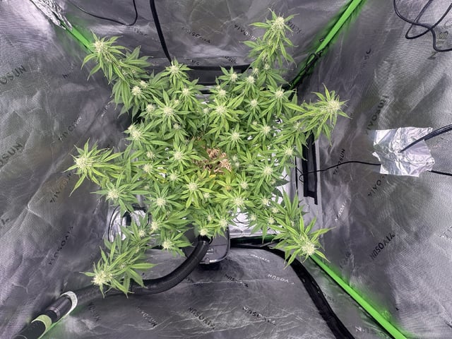 Pine (Auto) 2025 - 0 — flower, day 66